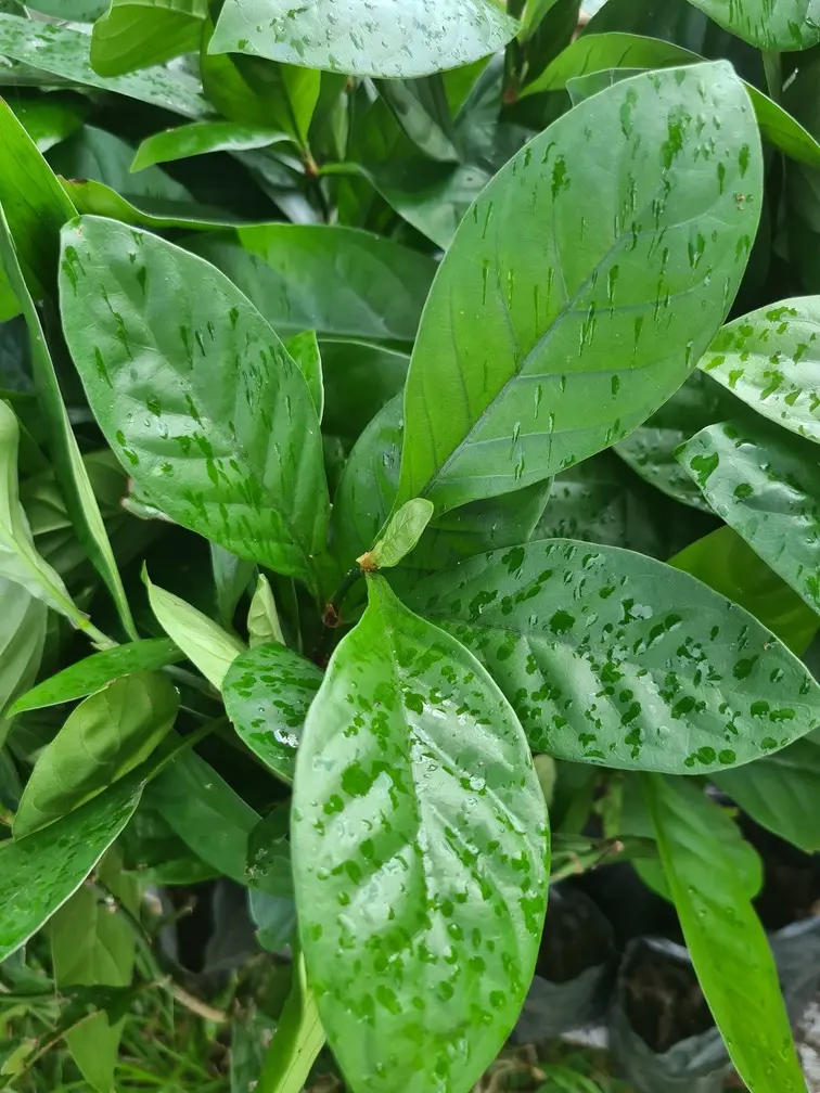 Campanha de Conscientização pelo Vale do Juruá