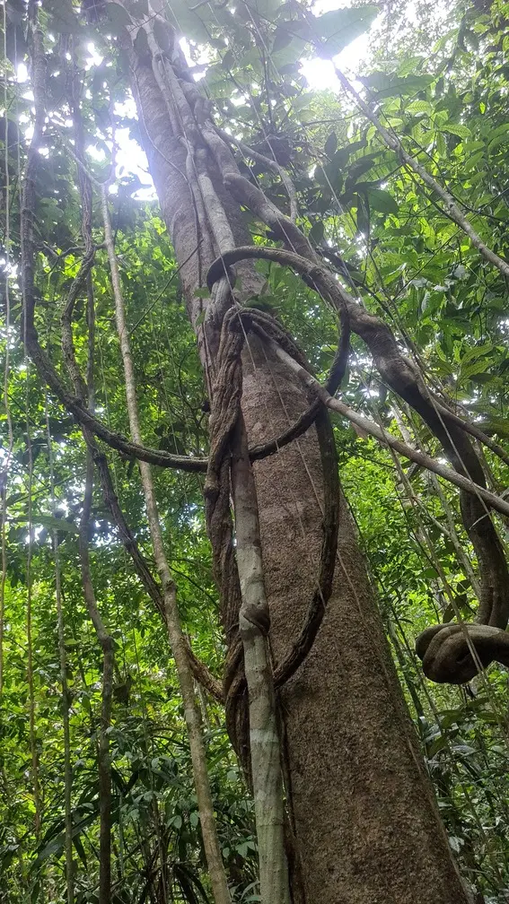 Pesquisa, coleta e análise de Germoplasma